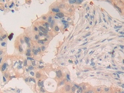 Ephrin A5 Antibody in Immunohistochemistry (Paraffin) (IHC (P))