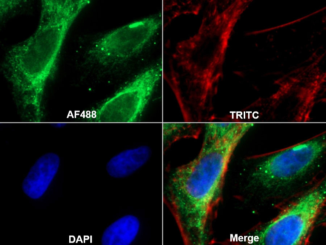 EMILIN1 Antibody in Immunocytochemistry (ICC/IF)