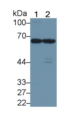 MEG2 Antibody in Western Blot (WB)