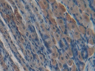 Kallikrein 5 Antibody in Immunohistochemistry (Paraffin) (IHC (P))