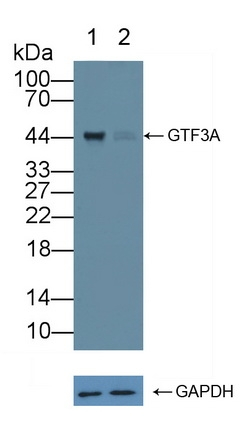 GTF3A Antibody in Western Blot (WB)