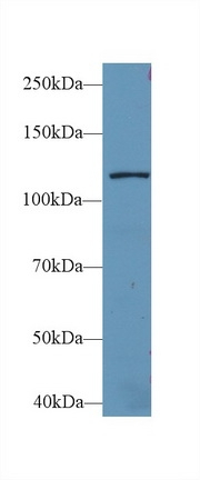 LARS Antibody in Western Blot (WB)