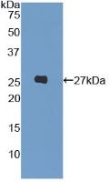 LILRA3 Antibody in Western Blot (WB)