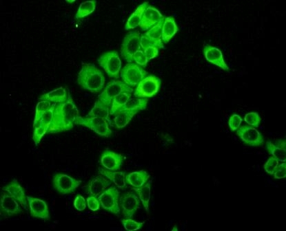 PKC iota Antibody in Immunocytochemistry (ICC/IF)