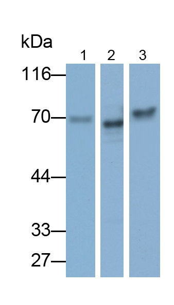 FOXC1 Antibody in Western Blot (WB)