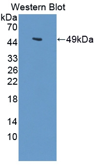 LARGE Antibody in Western Blot (WB)