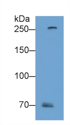 Filaggrin 2 Antibody in Western Blot (WB)