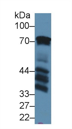 BLNK Antibody in Western Blot (WB)