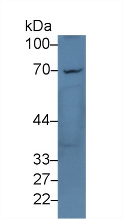 CD229 Antibody in Western Blot (WB)