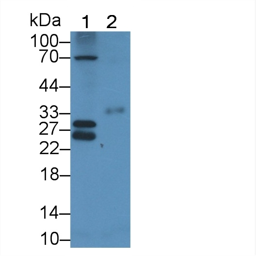 Connexin 31 Antibody in Western Blot (WB)
