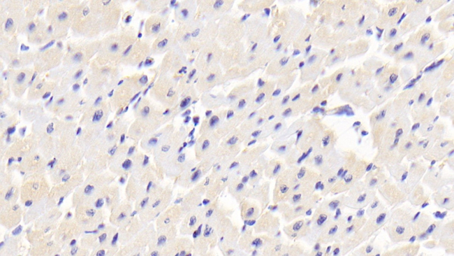 MRLC2 Antibody in Immunohistochemistry (Paraffin) (IHC (P))