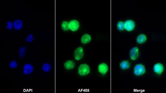 MDC Antibody in Immunocytochemistry (ICC/IF)