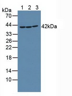 RIP2 Antibody in Western Blot (WB)