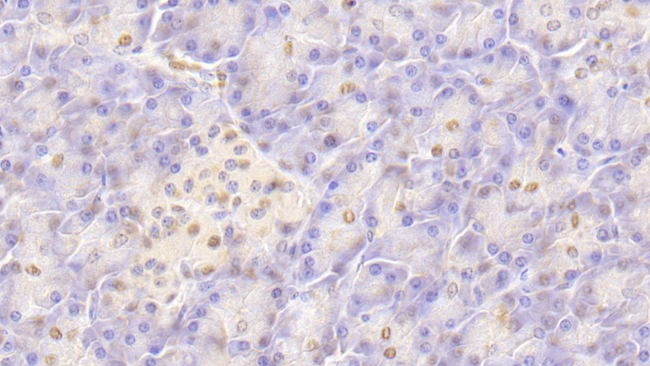 HIST2H2BE Antibody in Immunohistochemistry (Paraffin) (IHC (P))