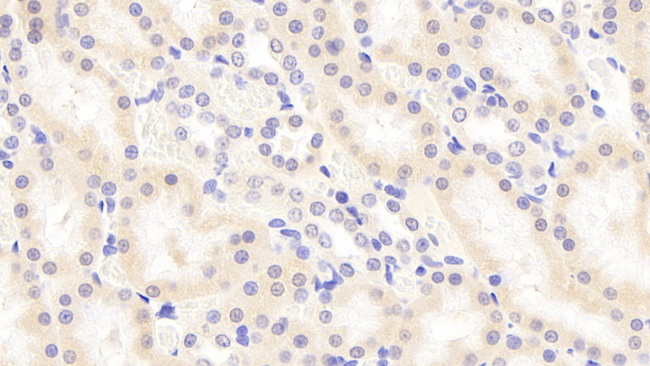 WFDC5 Antibody in Immunohistochemistry (Paraffin) (IHC (P))