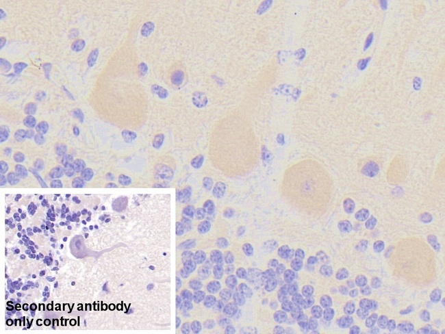 mGluR3 Antibody in Immunohistochemistry (Paraffin) (IHC (P))