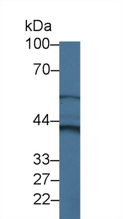 Cytohesin 4 Antibody in Western Blot (WB)