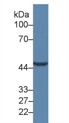 TMEFF1 Antibody in Western Blot (WB)