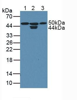 CDK18 Antibody in Western Blot (WB)
