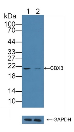 HP1 gamma Antibody in Western Blot (WB)