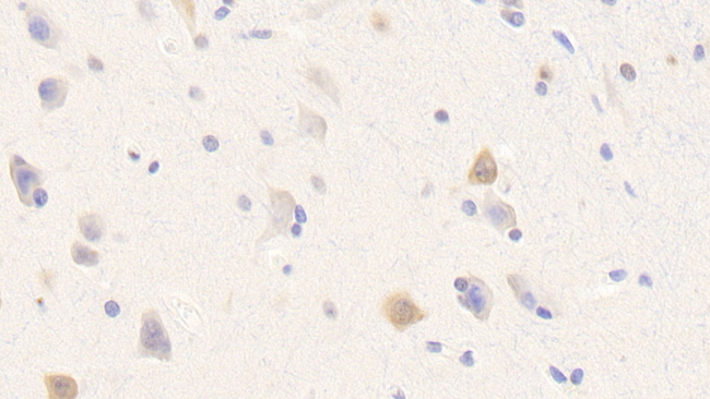 NXPH1 Antibody in Immunohistochemistry (Paraffin) (IHC (P))