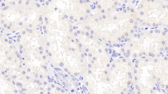 Precerebellin Antibody in Immunohistochemistry (Paraffin) (IHC (P))