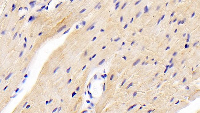 NT5M Antibody in Immunohistochemistry (Paraffin) (IHC (P))
