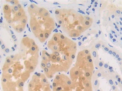 RENBP Antibody in Immunohistochemistry (Paraffin) (IHC (P))