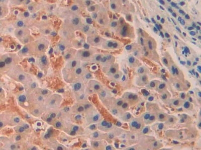 SIGLEC12 Antibody in Immunohistochemistry (Paraffin) (IHC (P))