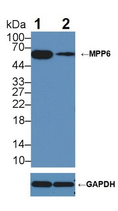 VAM1 Antibody in Western Blot (WB)
