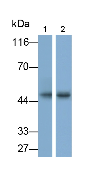 DIO2 Antibody in Western Blot (WB)
