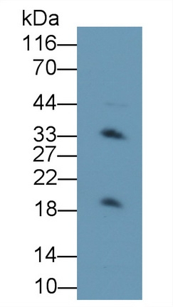 TMEM27 Antibody in Western Blot (WB)