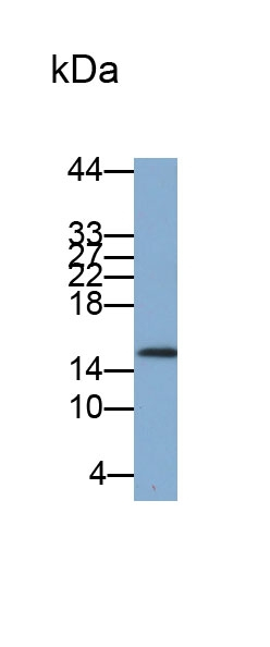 CXCL17 Antibody in Western Blot (WB)