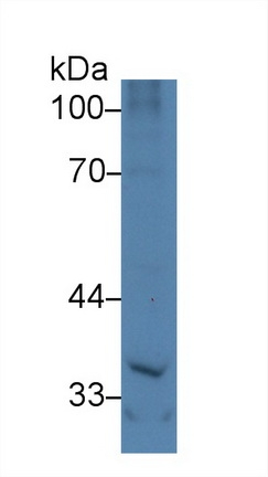 NOV Antibody in Western Blot (WB)