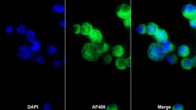 CD42a Antibody in Immunocytochemistry (ICC/IF)