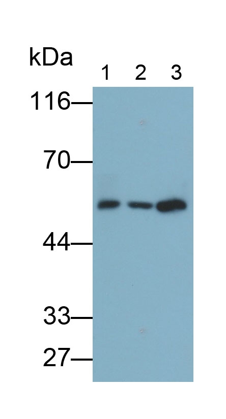 FKBP5 Antibody in Western Blot (WB)