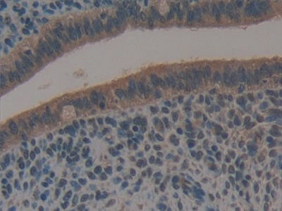 Galectin 6 Antibody in Immunohistochemistry (Paraffin) (IHC (P))