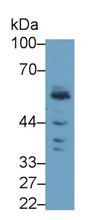 KREMEN1 Antibody in Western Blot (WB)