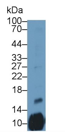 PF4V1 Antibody in Western Blot (WB)