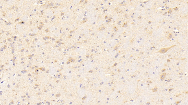 NOX3 Antibody in Immunohistochemistry (Paraffin) (IHC (P))