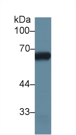 ALPPL2 Antibody in Western Blot (WB)