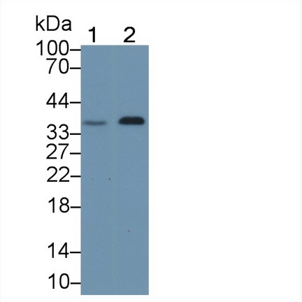 TCEA1 Antibody in Western Blot (WB)