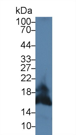 CD178 Antibody in Western Blot (WB)