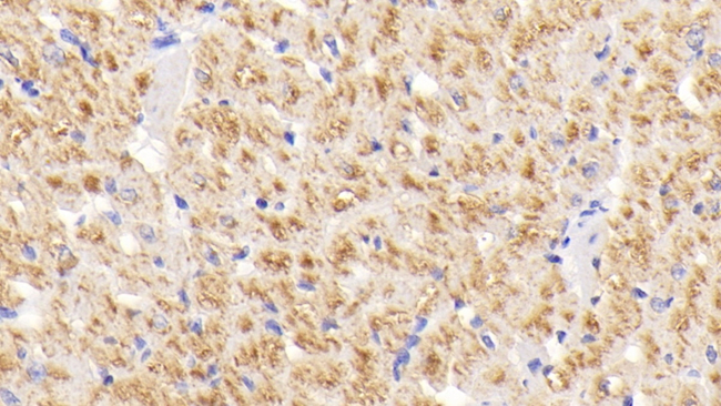 SOD3 Antibody in Immunohistochemistry (Paraffin) (IHC (P))