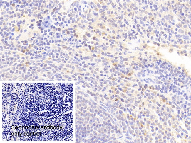IL1RA Antibody in Immunohistochemistry (Paraffin) (IHC (P))