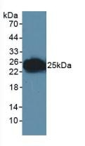 JAM-A (CD321) Antibody in Western Blot (WB)