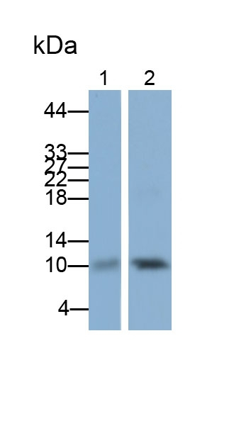 S100A2 Antibody in Western Blot (WB)