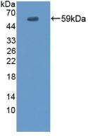 EVPL Antibody in Western Blot (WB)