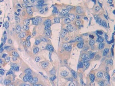 Renalase Antibody in Immunohistochemistry (Paraffin) (IHC (P))