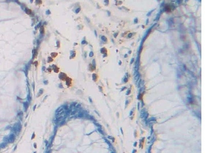 RNASE8 Antibody in Immunohistochemistry (Paraffin) (IHC (P))
